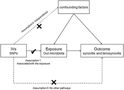 Causal associations between gut microbiota and synovitis–tenosynovitis: a two-sample Mendelian randomization study